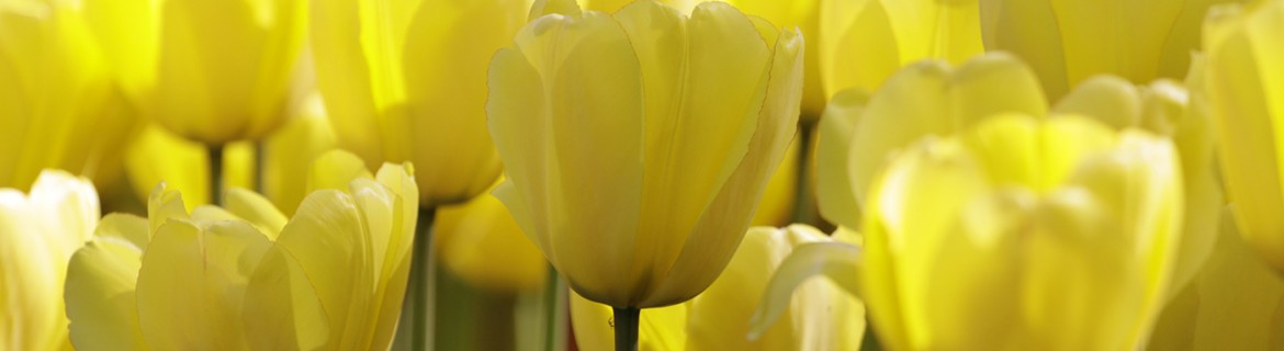 Tulip Golden Parade| Prachtige lange tulp met lange steel